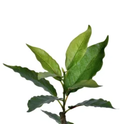 6' Artificial Potted Nandina Tree - Vickerman -Adesso Store GUEST 13058b49 f576 413a 832a eae45bc681ea