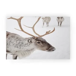 Henrike Schenk Travel Photography Reindeer With Antlers Art Print Tromso Norway Animal Snow Photo Welcome Mat - Society6 -Adesso Store GUEST 3ae5afca 8840 4ce4 8a57 16634c724e3e